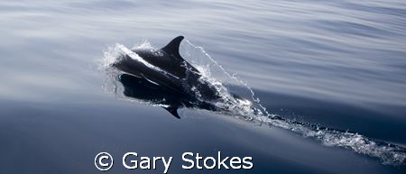 Lone Spinner Dolphin ahead of the pod by Gary Stokes 